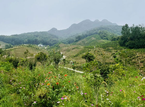 （玲珑山白茶种植基地 图/环球网记者 张寒玥 摄）