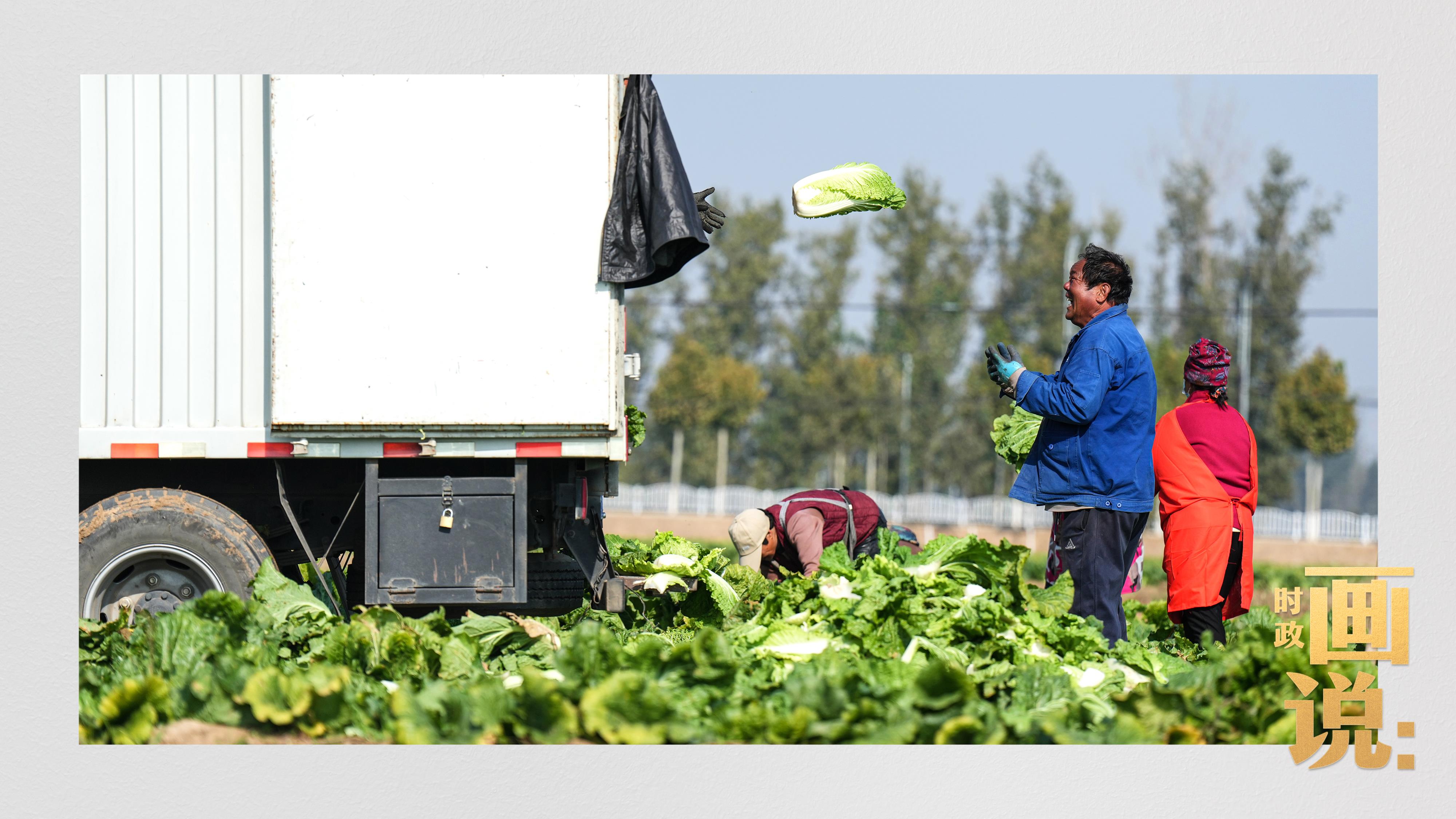 △洪灾过后补种的白菜到了收获时节。刁窝镇,涿州。
