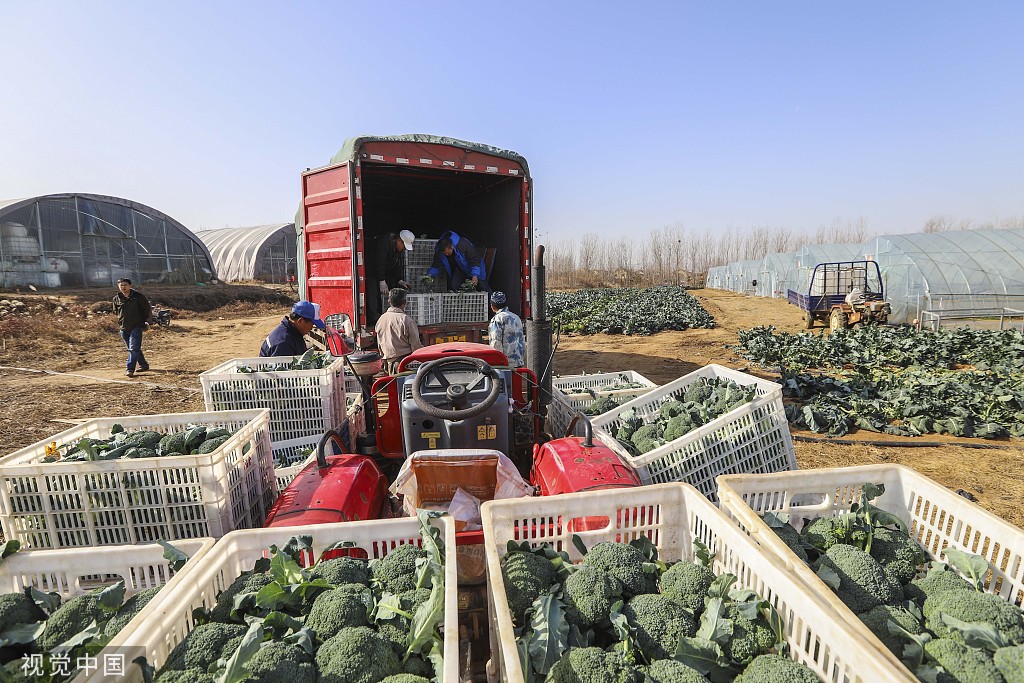 山东青岛常回家农业综合产业园蔬菜喜获丰收