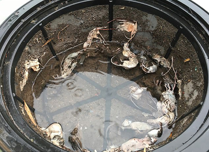 澳大利亚鼠患严重妇女发现数十只老鼠死在居民水箱中