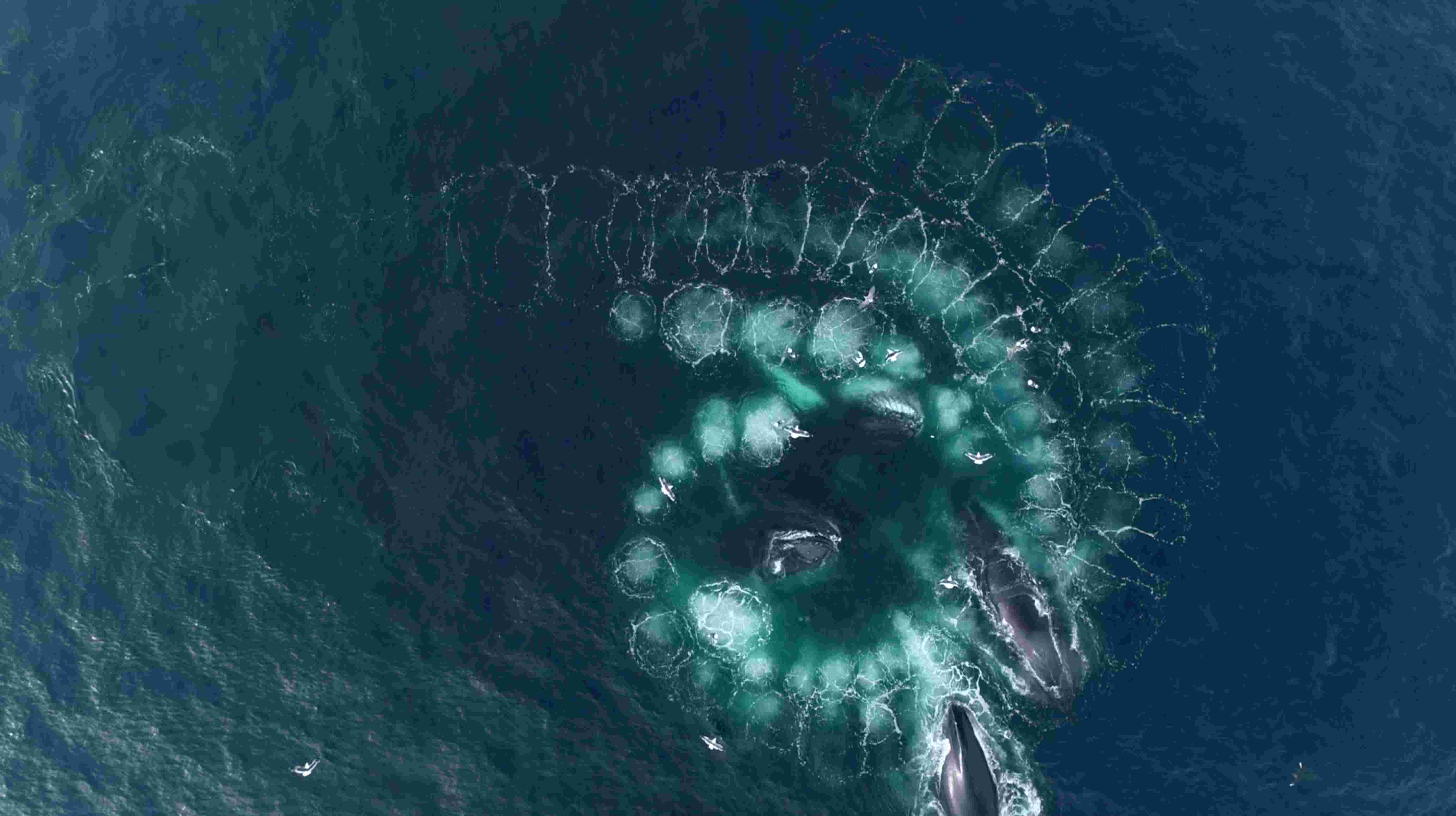 长有螺旋独角的“大海精灵”一角鲸|精灵|一角鲸|螺旋_新浪新闻
