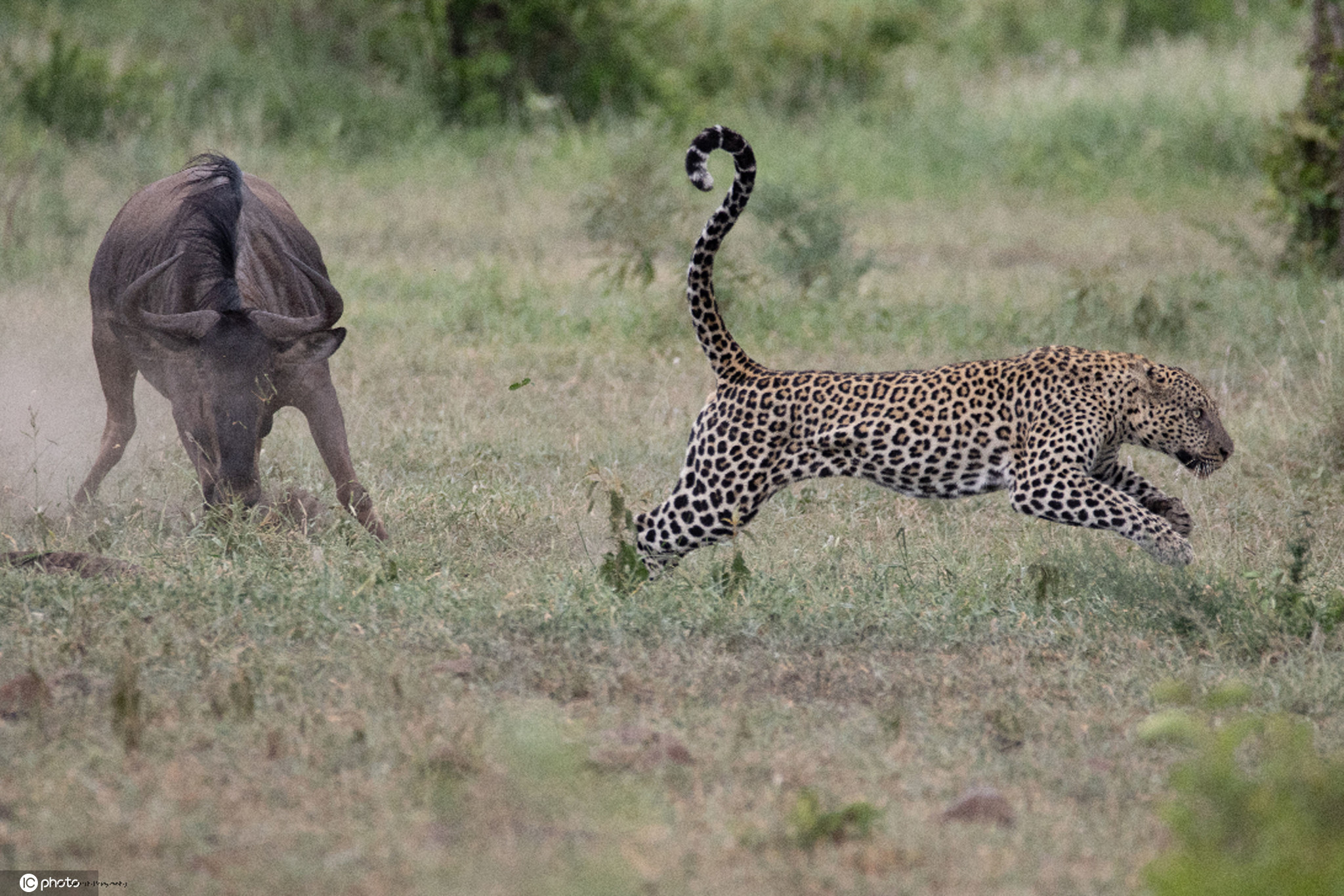 非洲豹摄影图片-非洲豹摄影作品-千库网