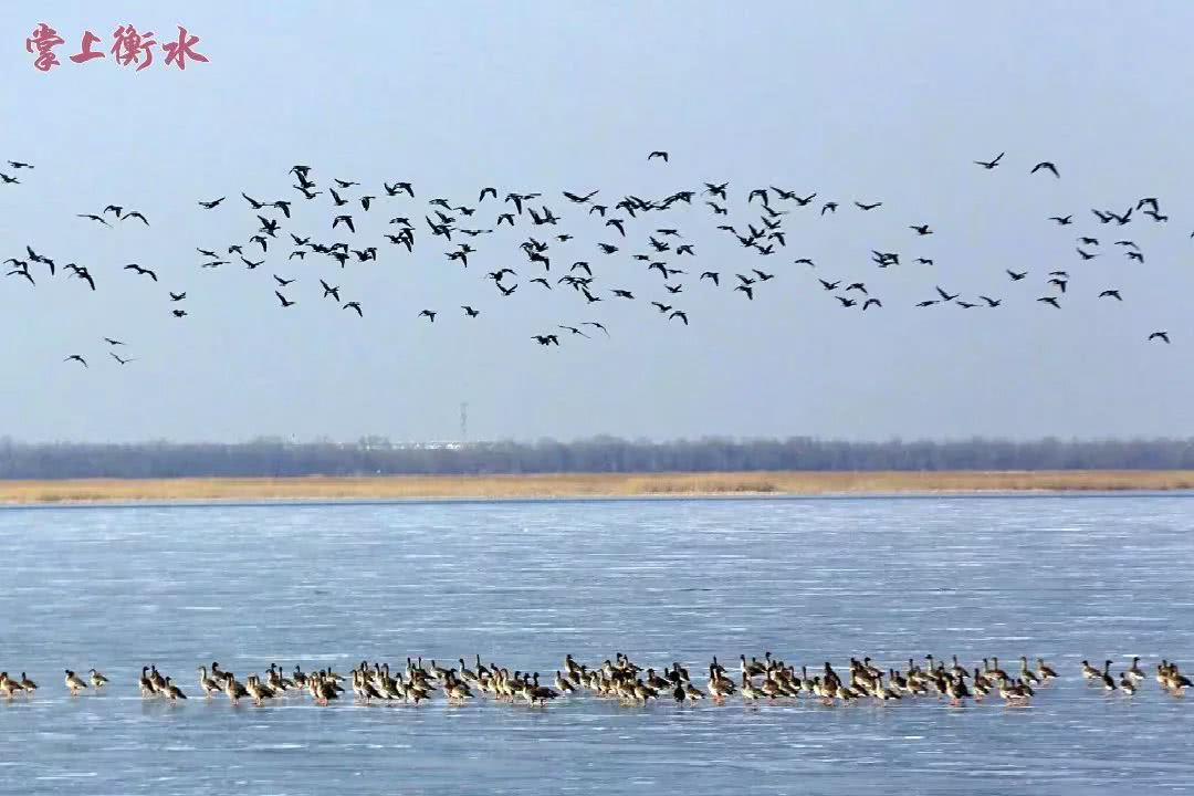 冬日的衡水湖景区 衡水广播电视台供图