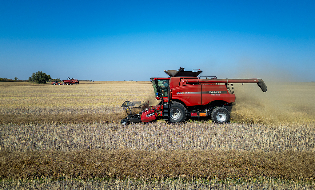 2025年9月21日，加拿大萨斯喀彻温省里贾纳附近，一台收割机在油菜田里收割。（视觉中国）