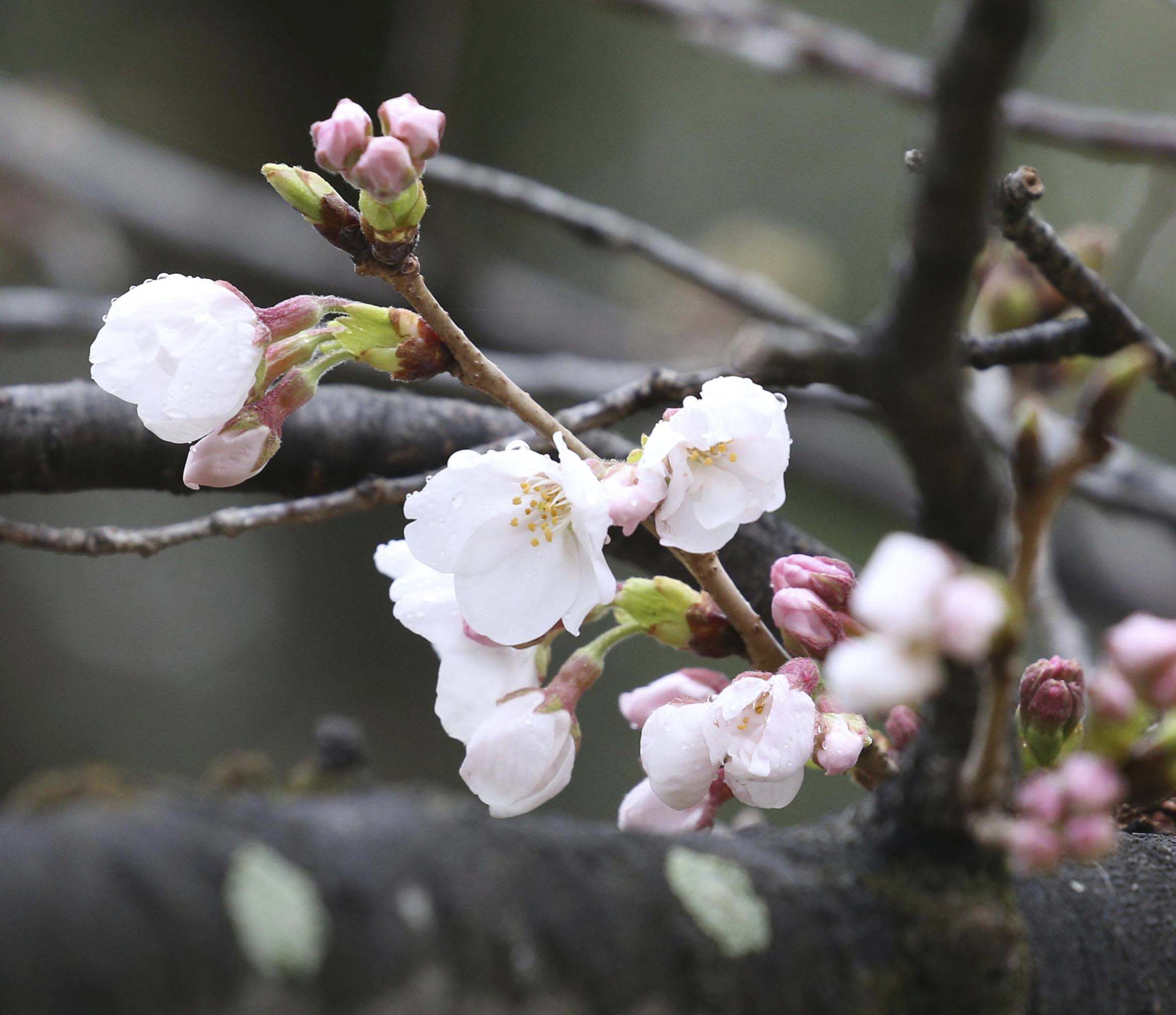 春天的气息!日本福冈县樱花盛开