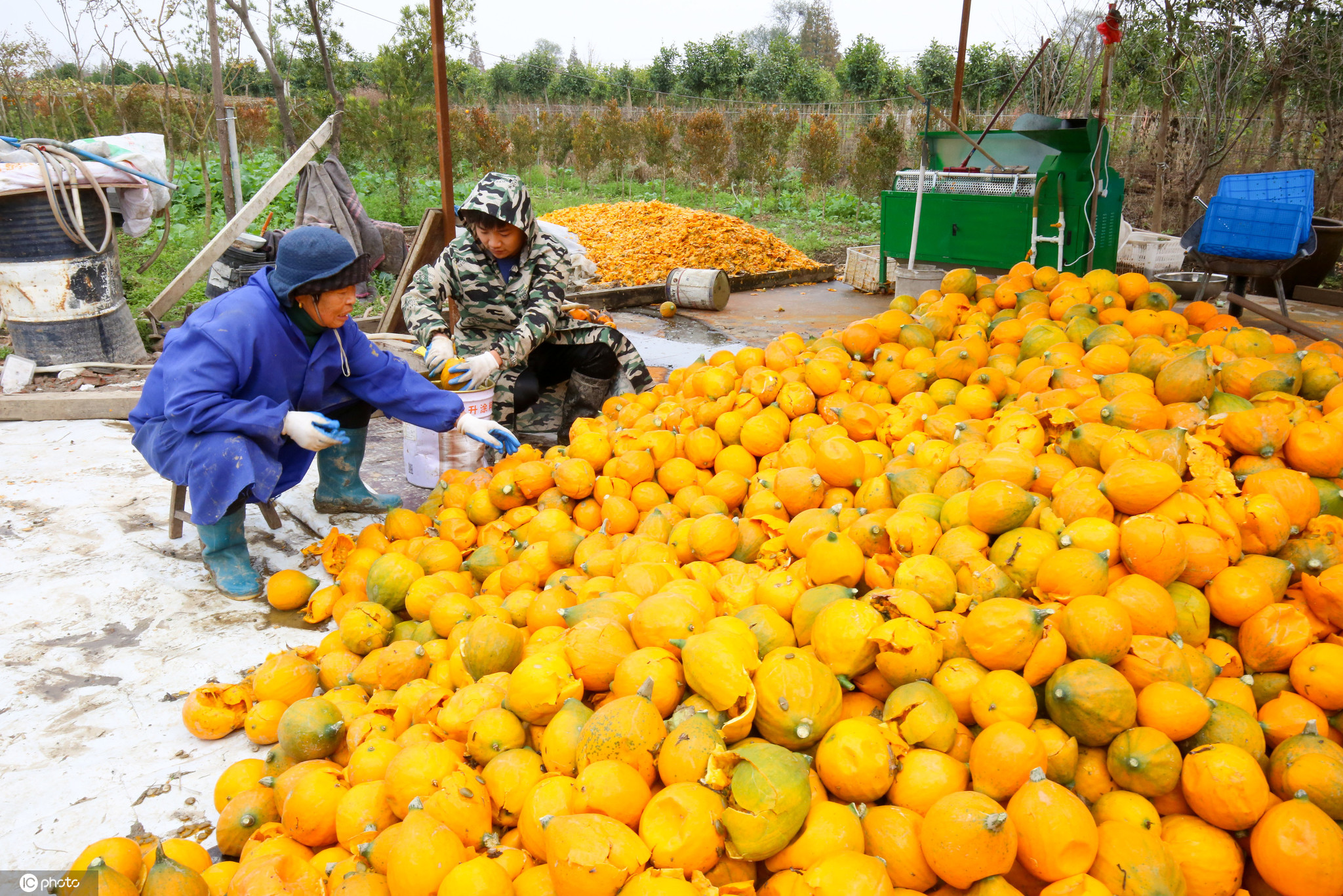 2020年11月23日,江苏省如皋市城北街道双龙社区瓜蒌种植基地,农户在
