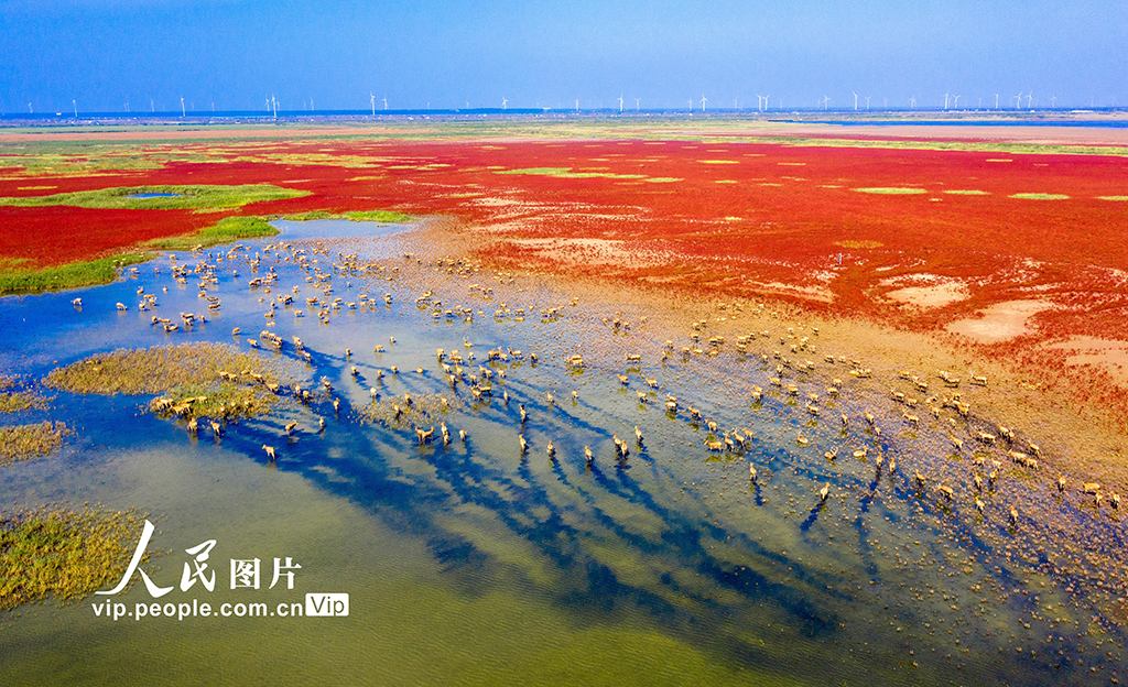 东台条子泥景区图片图片