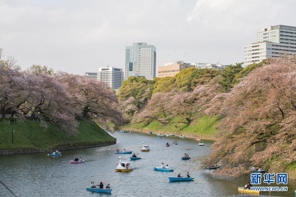 4月1日，人们在日本东京千鸟渊乘船欣赏樱花。 新华社记者 杜潇逸摄