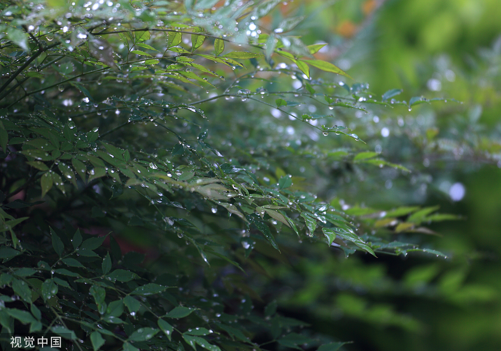 重庆清明时节雨纷纷雨露滋润万物萌发