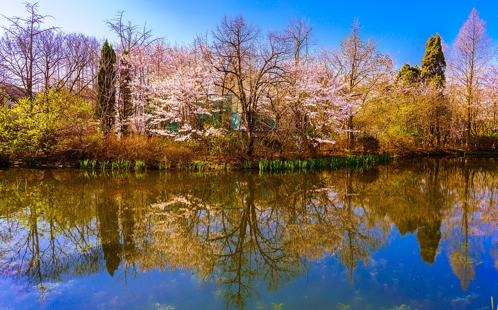 資料圖:2021年4月4日,青島中山公園春色滿園.(圖片來源:視覺中國)