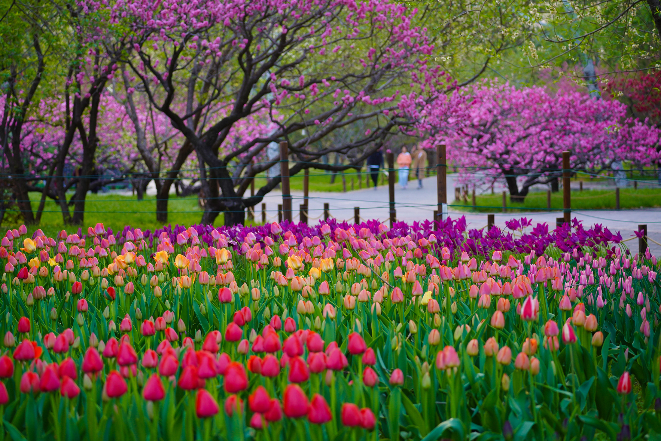 20万郁金香扮靓国家植物园 增彩延绿效果突显