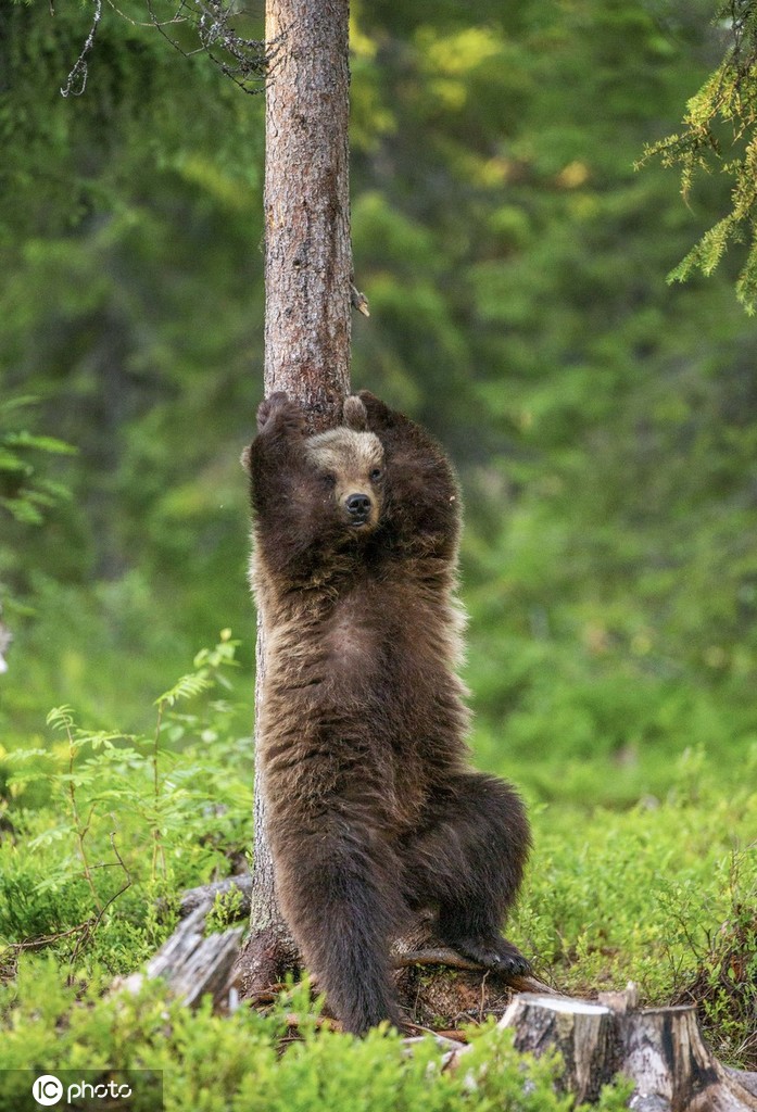 47岁的俄罗斯摄影师gudkov andrey在芬兰拍摄到了一头熊背靠树木,伸手