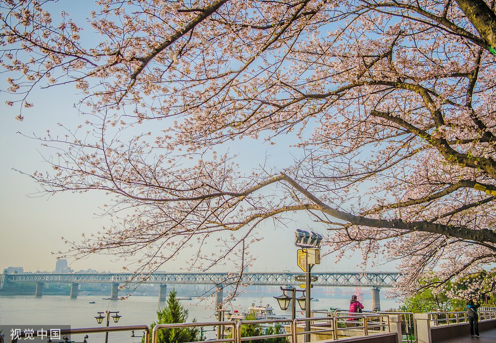 武汉晴川阁樱花绽放诗情画意