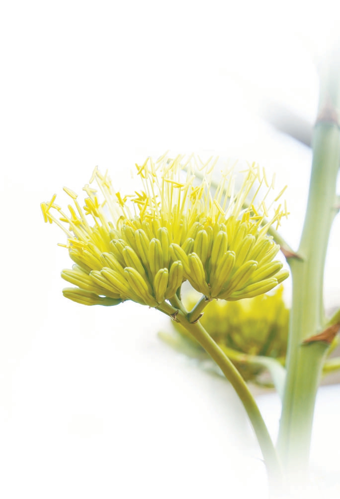 龙舌兰的花，一生只开一次。