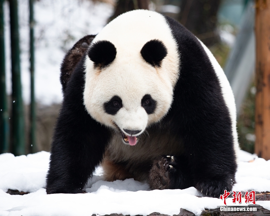 大熊猫雪中嬉戏乐开怀