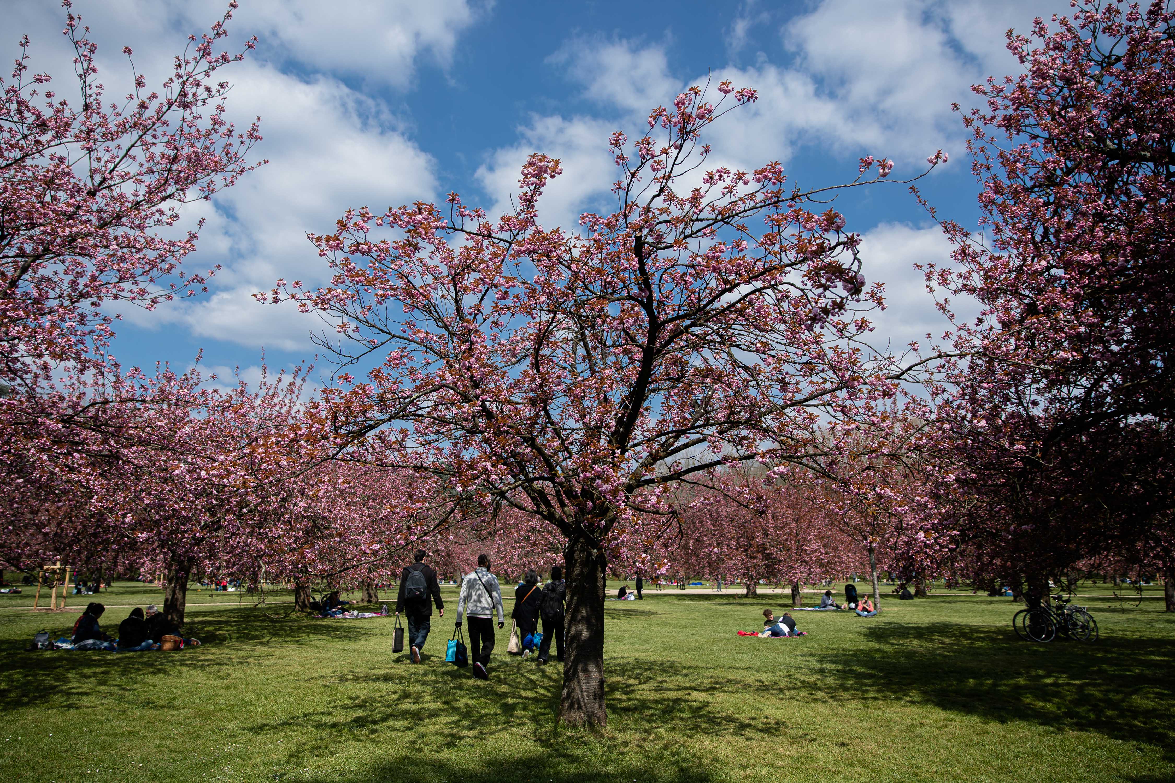 粉粉嫩嫩法国巴黎樱花盛开美如画卷