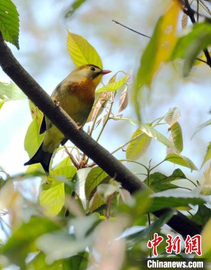 红嘴相思鸟因其羽毛艳丽,声脆响亮,多变悦耳,深受人们的喜爱。 廖金朋 摄