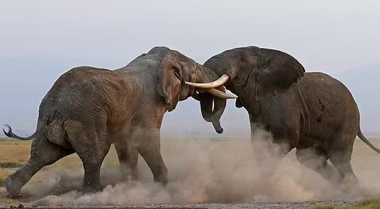 肯尼亚两头大象用象牙互相攻击争夺象群的统治地位