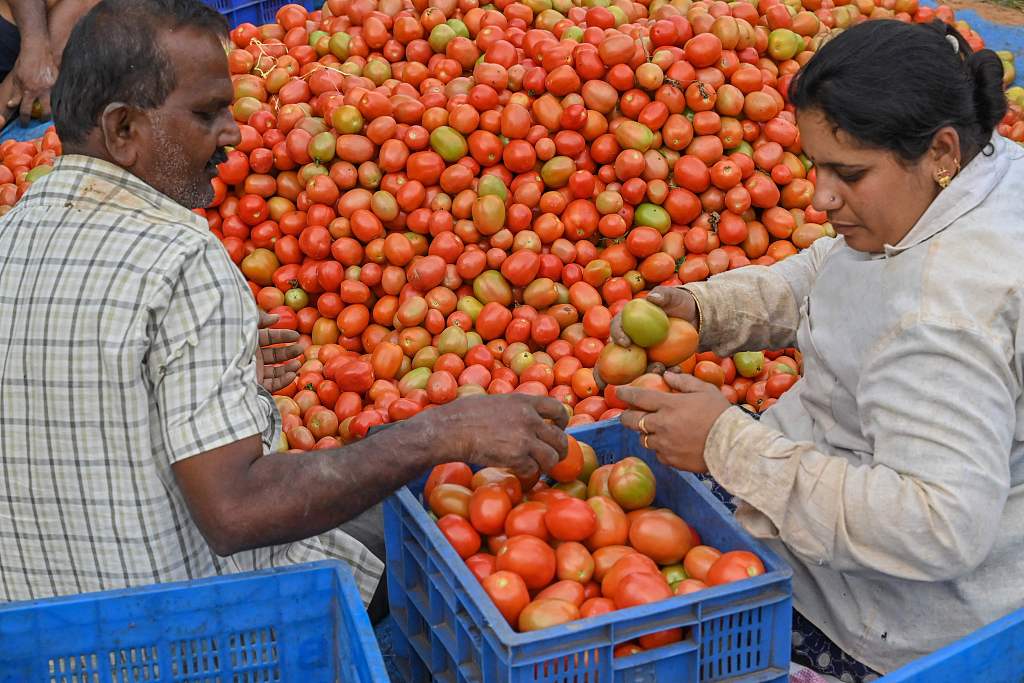印度班加罗尔,农民和农场的工人在把西红柿分拣并装箱.(视觉中国)