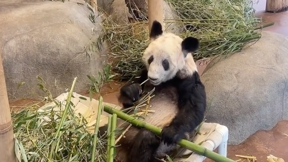 大熊猫丫丫 视频截图