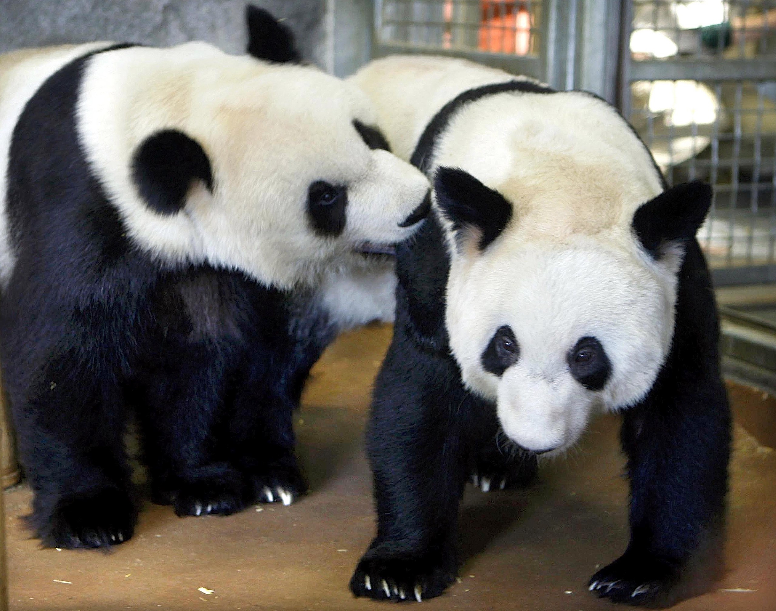 美国田纳西州孟菲斯动物园，旅美大熊猫丫丫和乐乐。澎湃影像 图