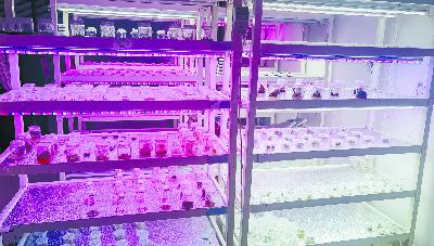 陕西省航天育种工程技术研究中心地面选育基地植物组培室