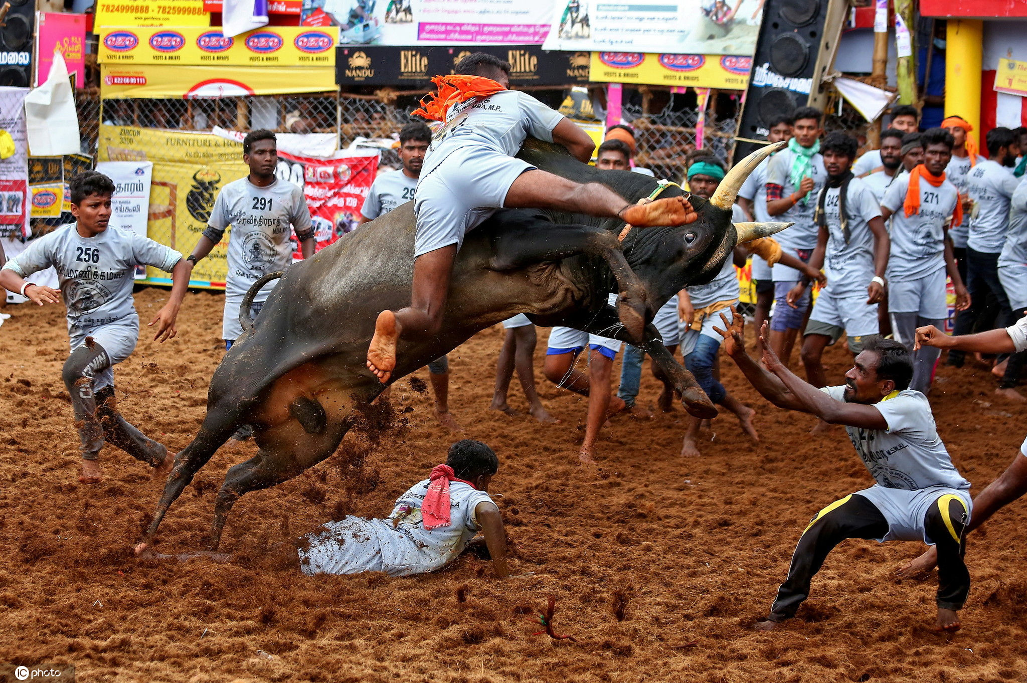 印度举行传统驯牛节人牛大战惊险不断