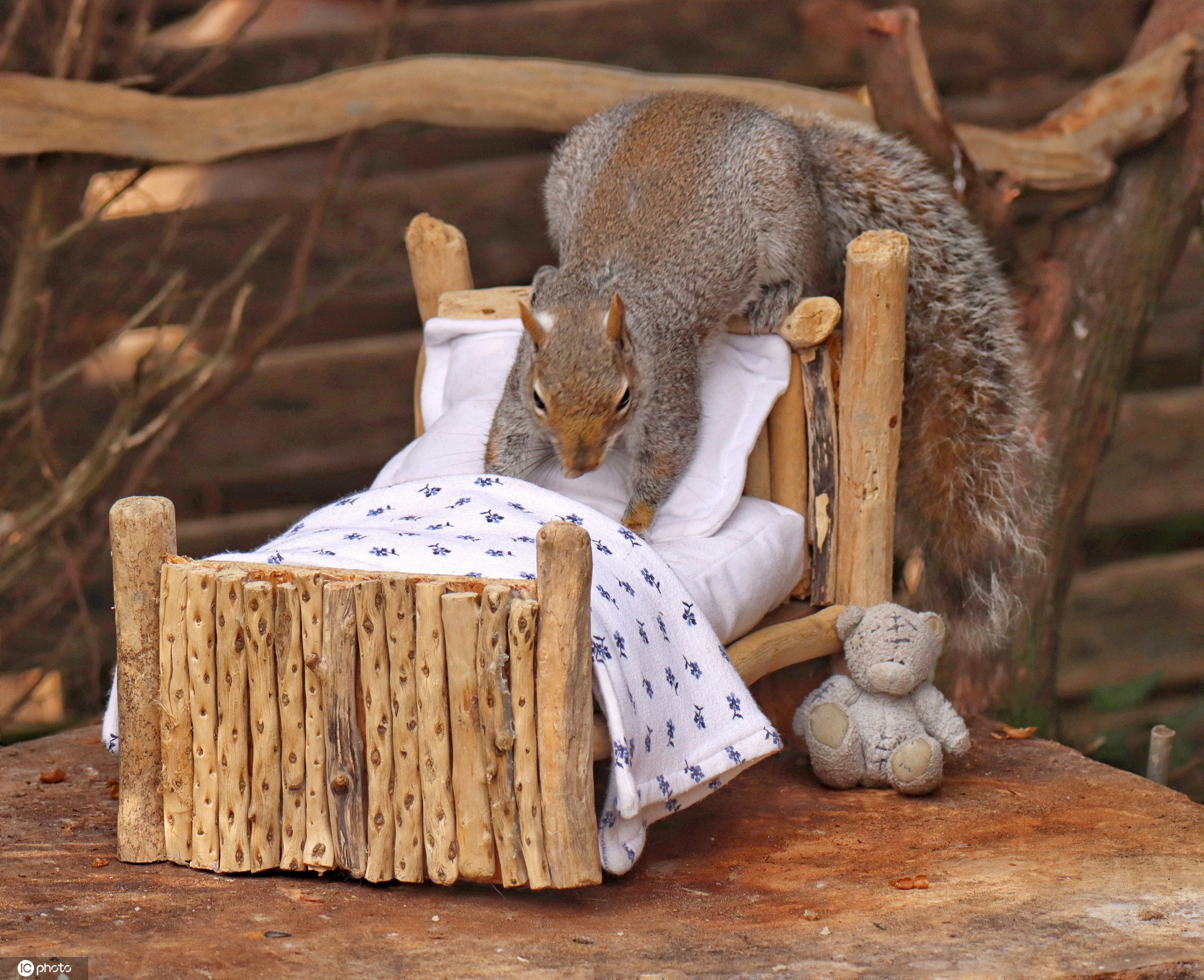 可可爱爱英国阿姨在后院打造松鼠之家