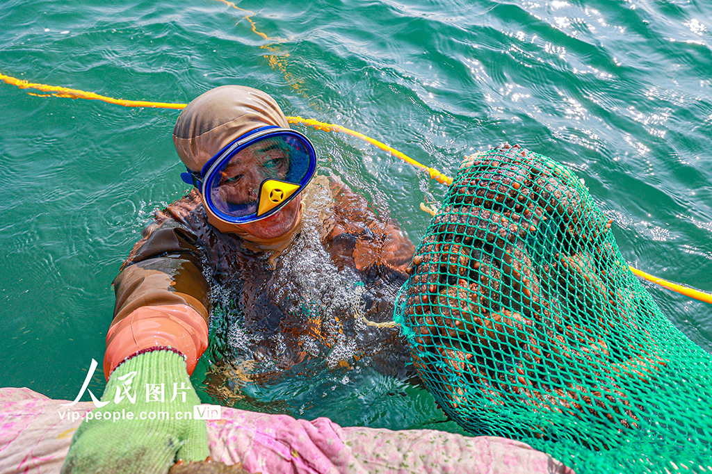 虎山镇天海湾海洋牧场海参养殖海区,"海猛子"在忙碌着,潜水,捕捞海参
