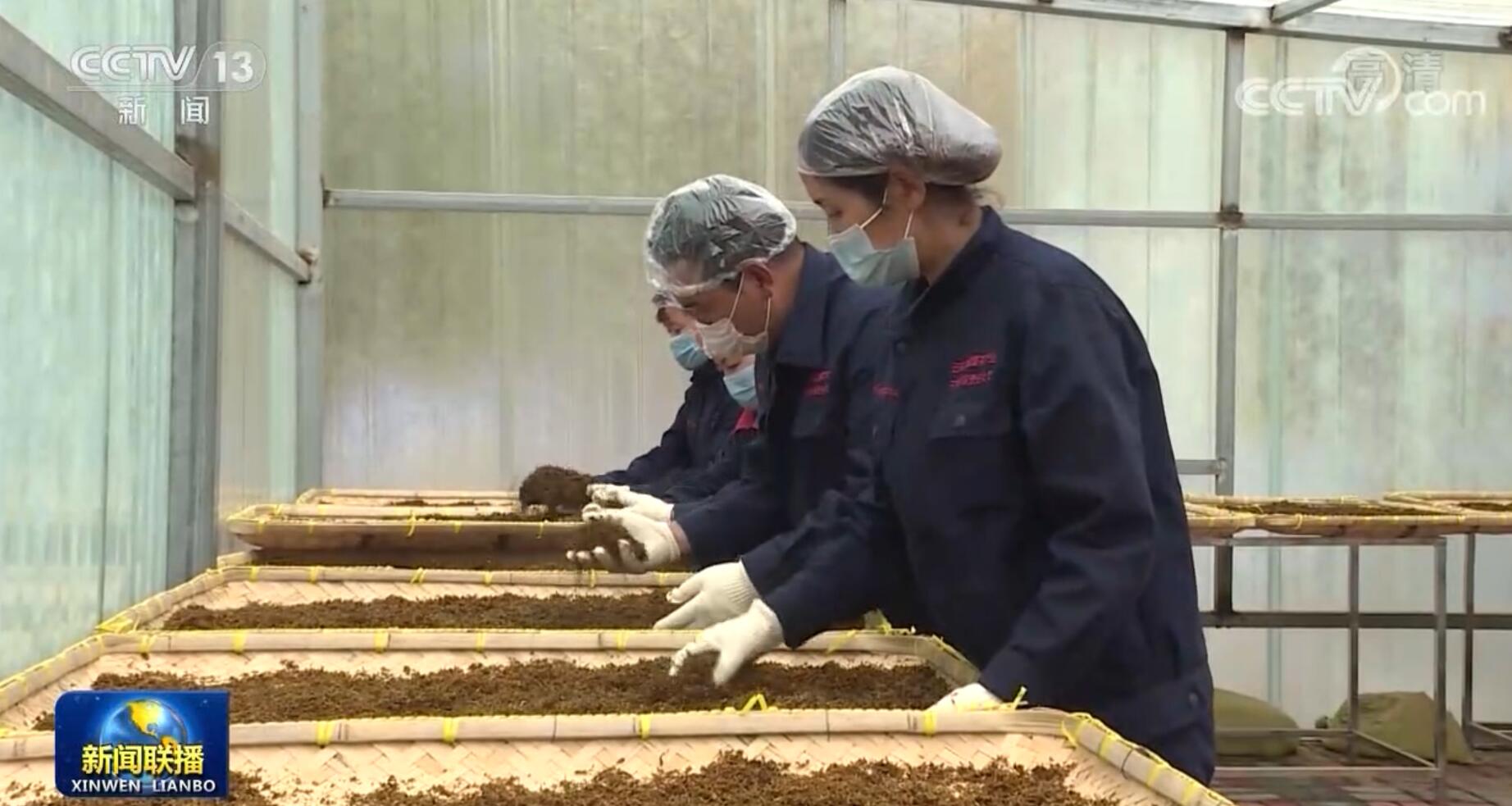 2014年,班玛县开始推广藏雪茶种植,还建起了种产销一条龙的茶产业公司