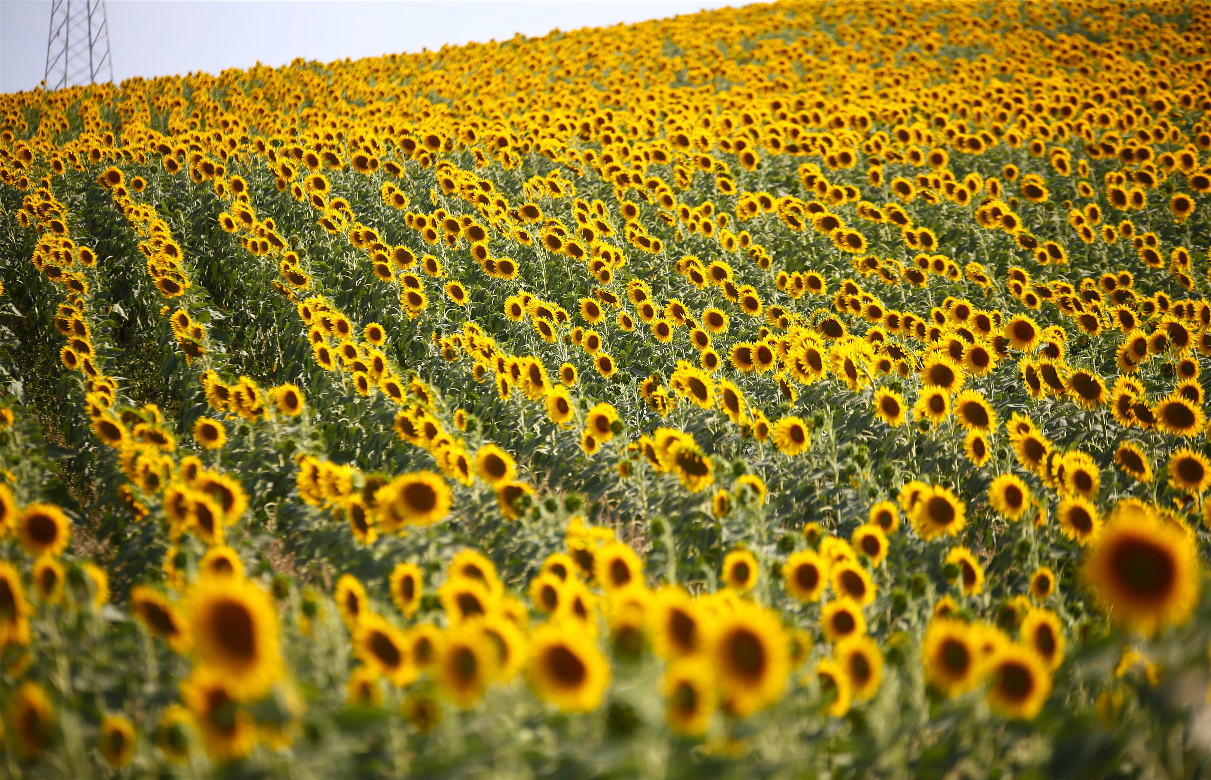 土耳其向日葵花海美如画卷