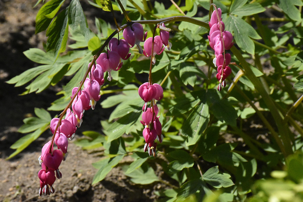 北京:独特品种"荷包牡丹"绽放 一串串粉色心形花朵错落有致挂枝头