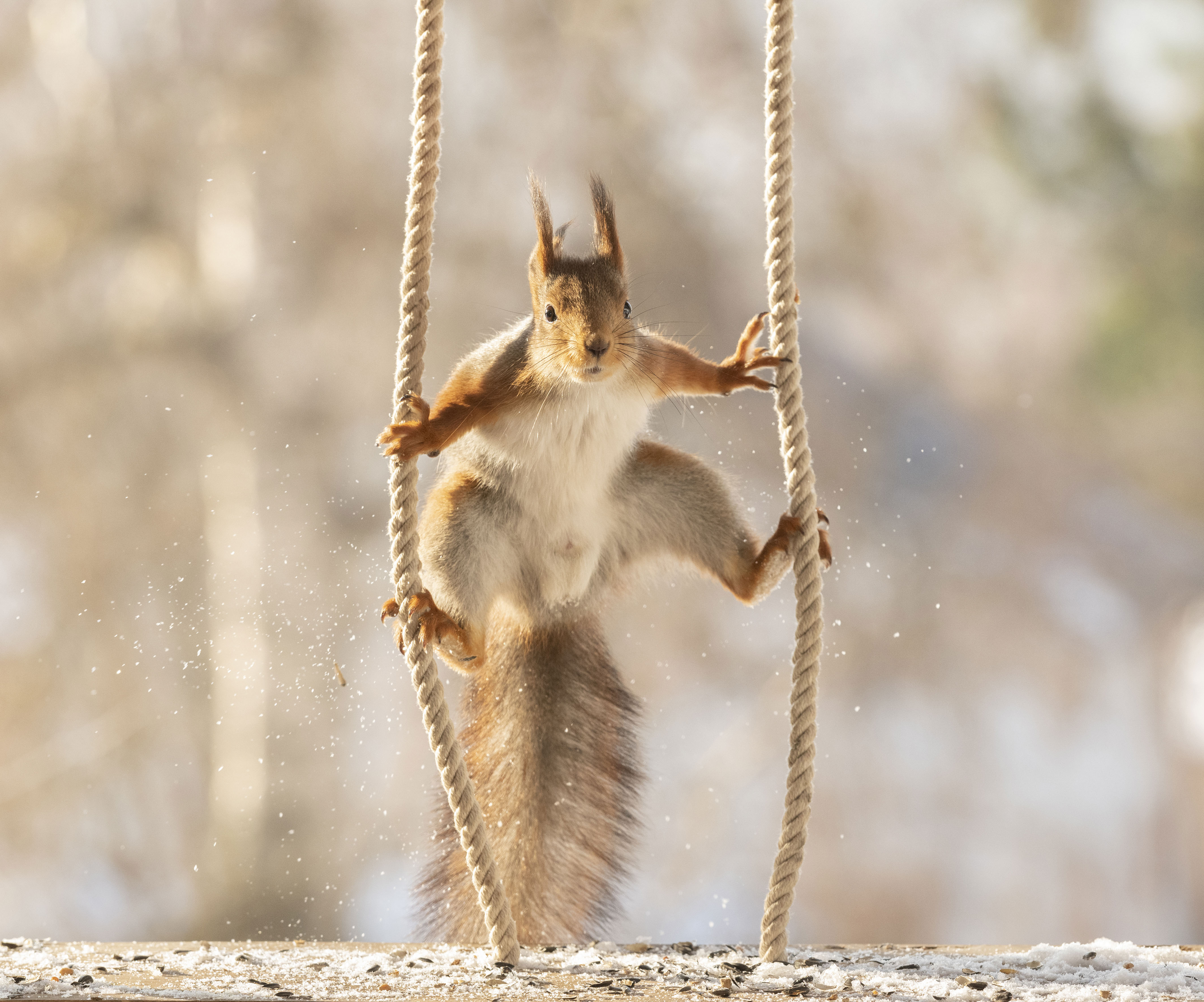 国外红松鼠爬绳子秀高超"体操技能"