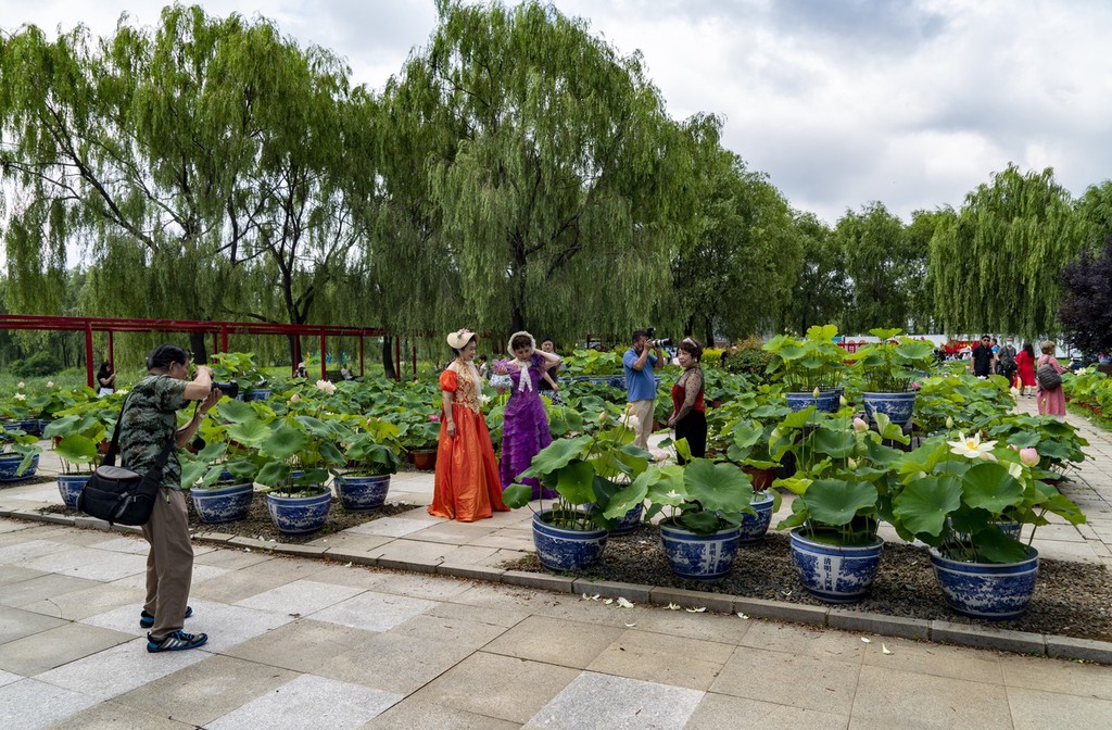 遼寧鐵嶺蓮花湖溼地公園荷花盛開吸引遊人觀賞