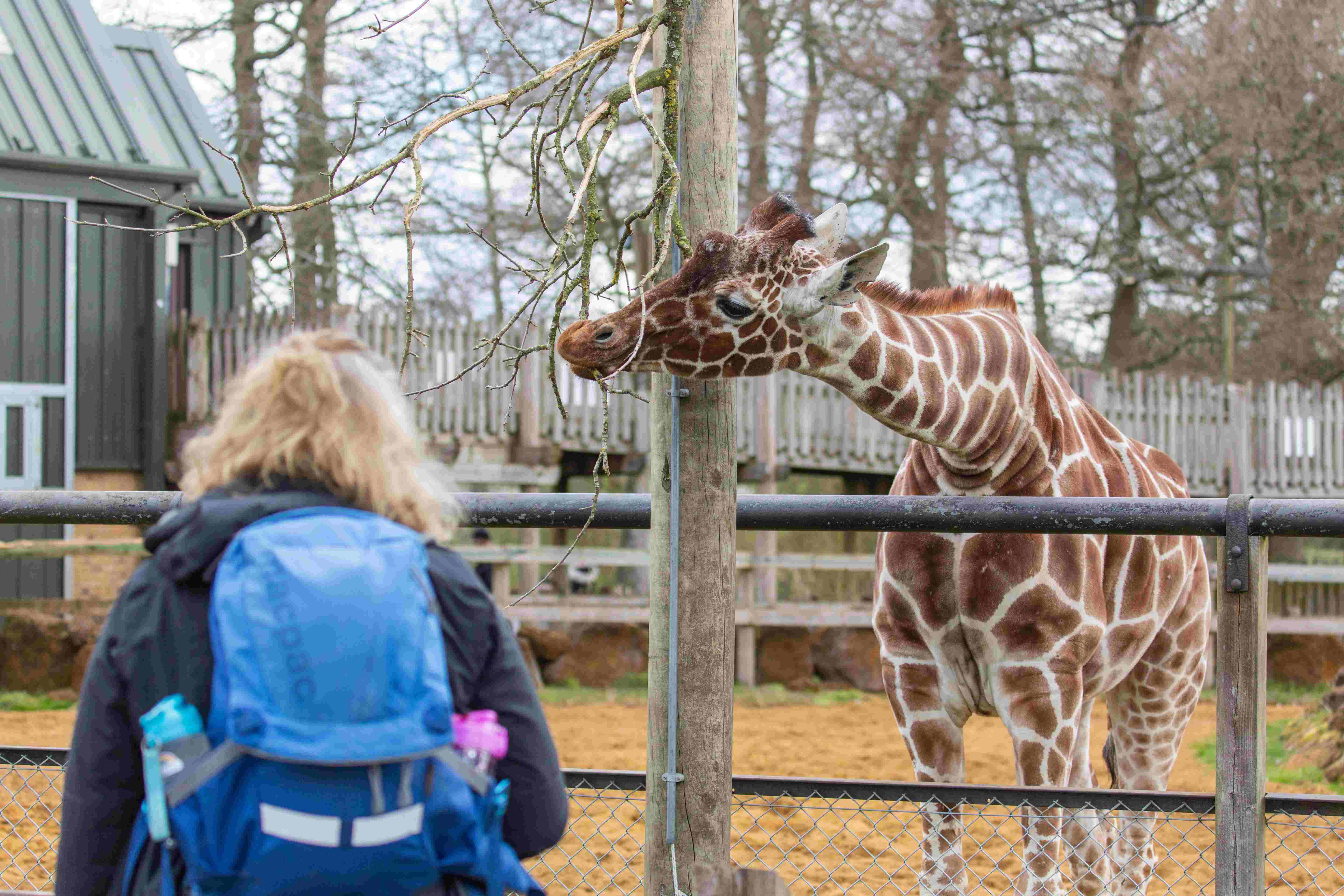 伦敦动物园重新开放游客与长颈鹿企鹅亲密接触