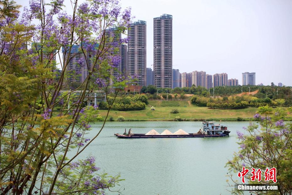 黄云峰 摄近日,广西南宁市蓝花楹盛开,美不胜收.