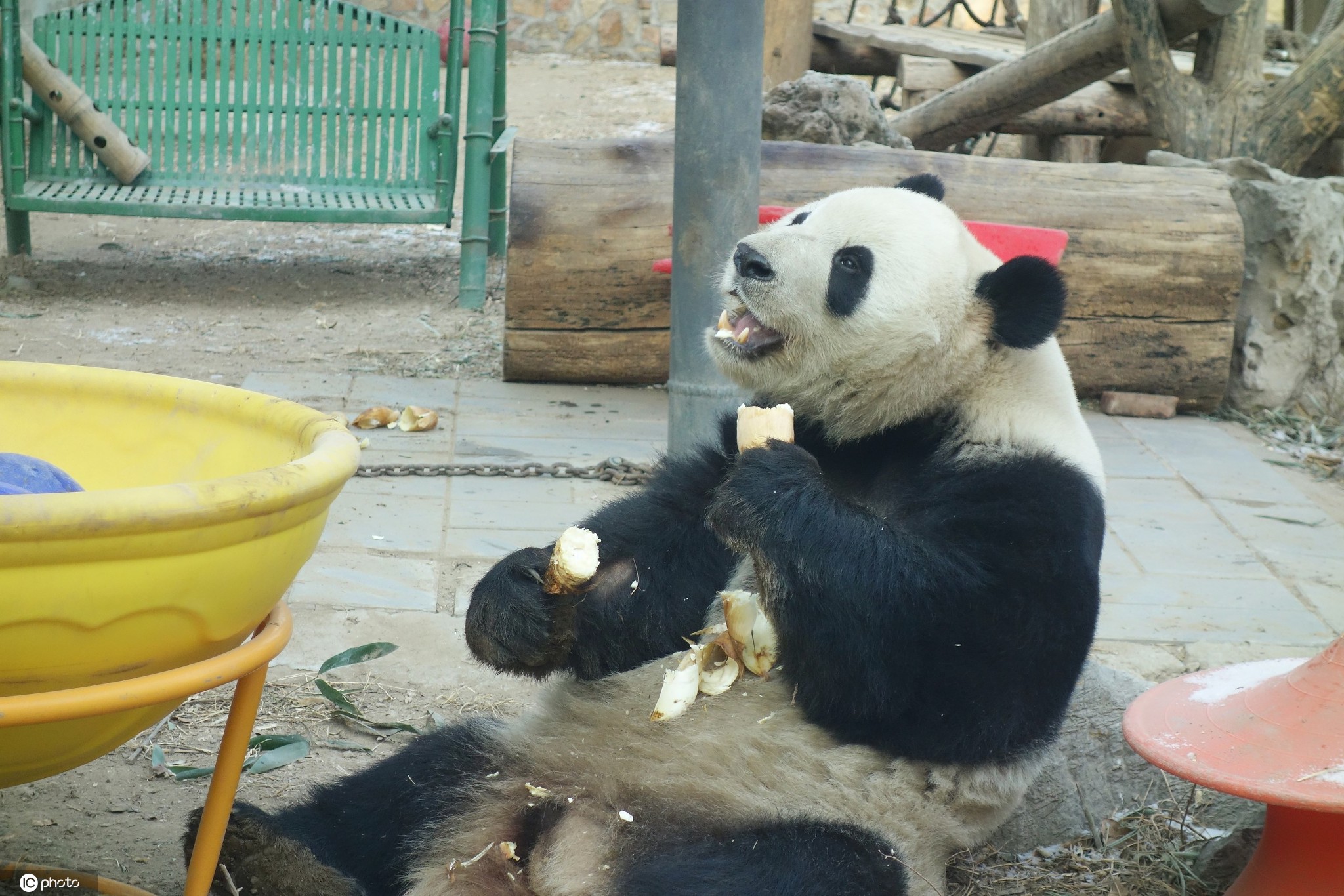 可可爱爱 北京动物园大熊猫吃到"左右开弓"