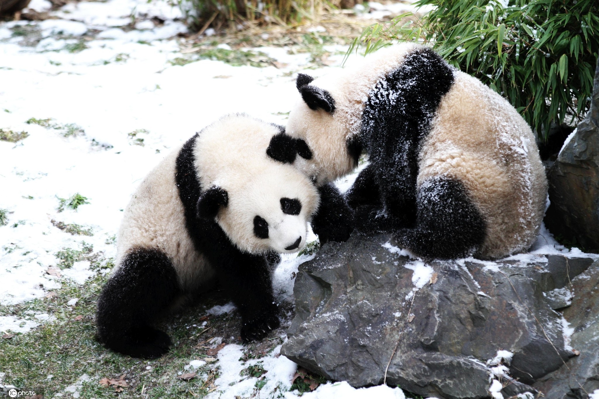 德国柏林动物园日常 大熊猫啃竹子趴着不动憨态可掬