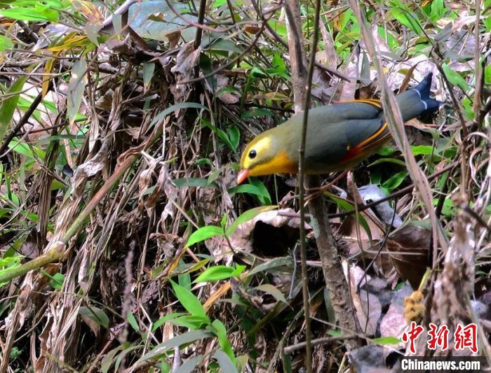 成对的红嘴相思鸟,非常恩爱,在中国传统文化中被赋予“相思”这样诗情画意的名字。 廖金朋 摄