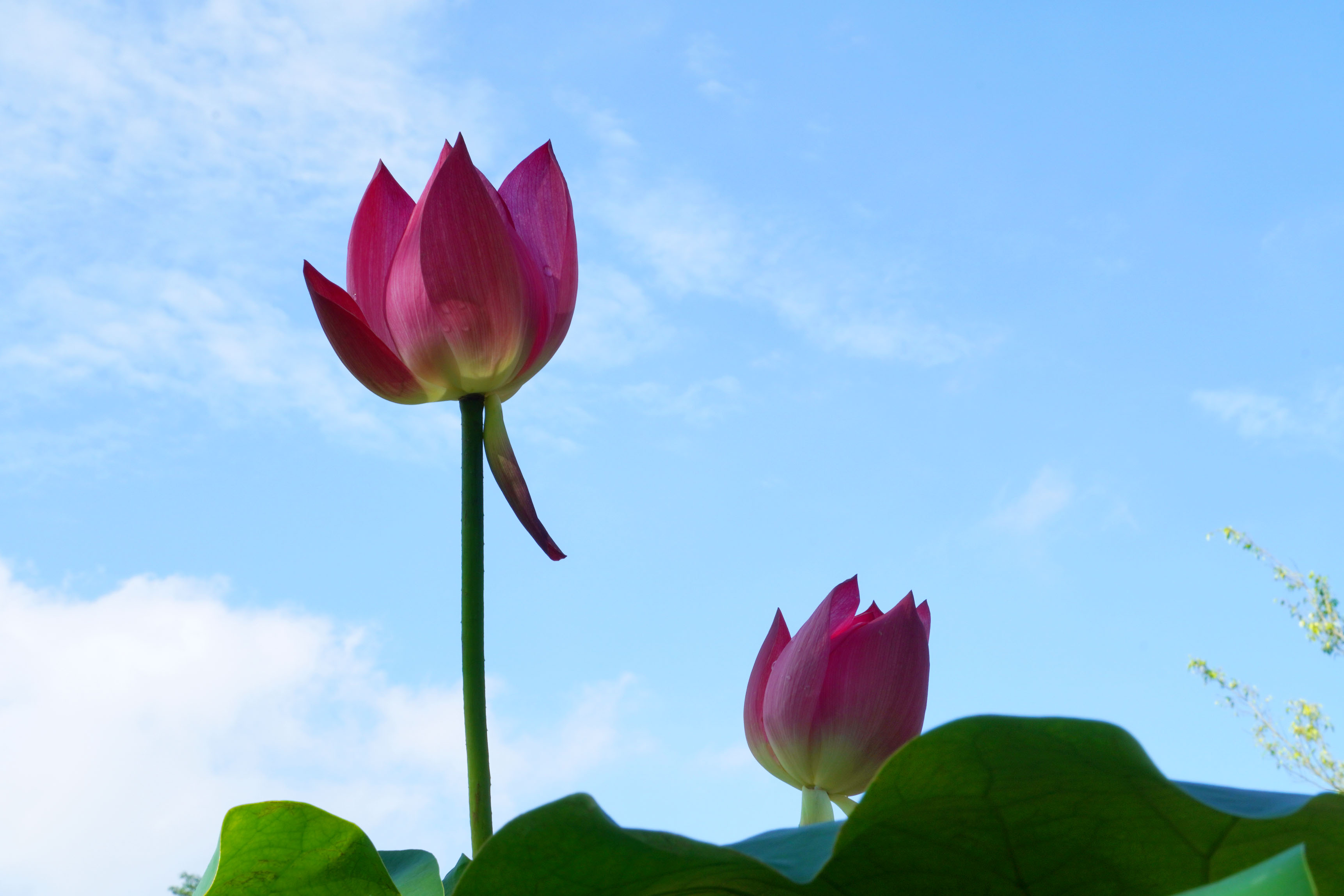 广西南宁青秀山荷花进入盛花期200多个品种荷花争奇斗艳