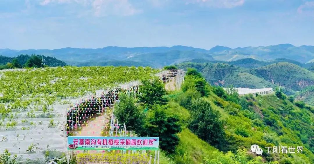 南沟村的苹果园。丁刚摄