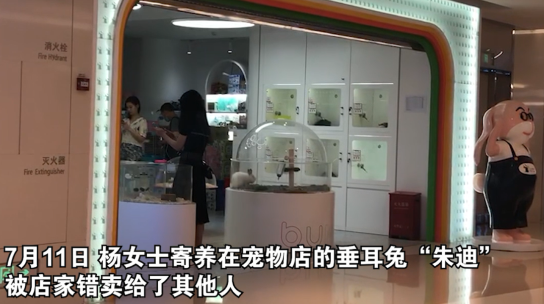 有个孩子看中了朱迪,店长就误把我家的兔子当作在售宠物兔以1200元