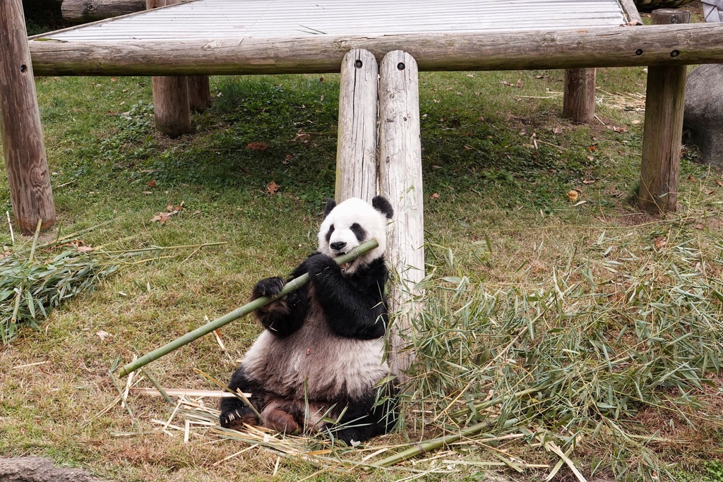 当地时间2022年11月1日，美国田纳西州孟菲斯动物园，旅美大熊猫“乐乐”正在吃竹子。图源：IC photo
