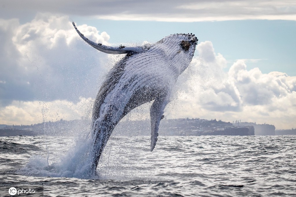 澳大利亚鲸鱼时隔多月见到人类超兴奋疯狂跃出水面表演