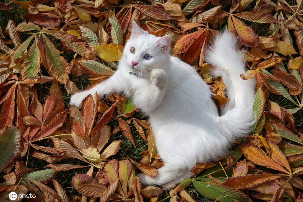 土耳其雪白梵猫双眼异色瞳美呆了 将参加喵星人选美大赛