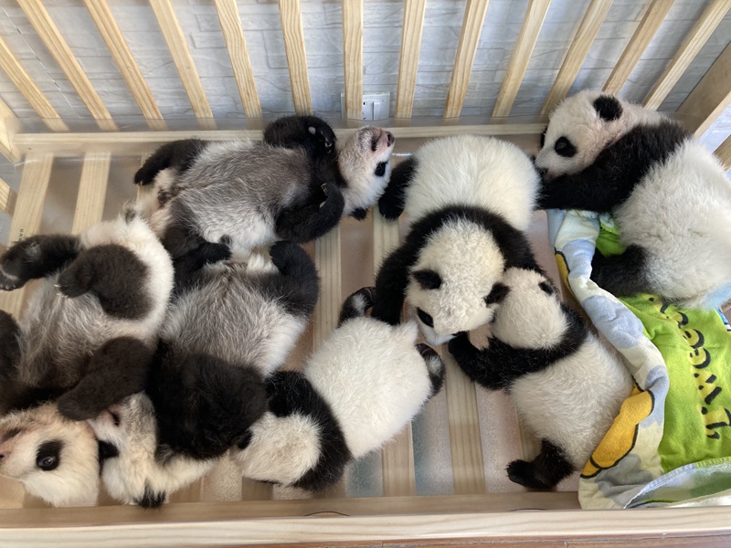 大熊猫幼仔合影.张丹辉 摄