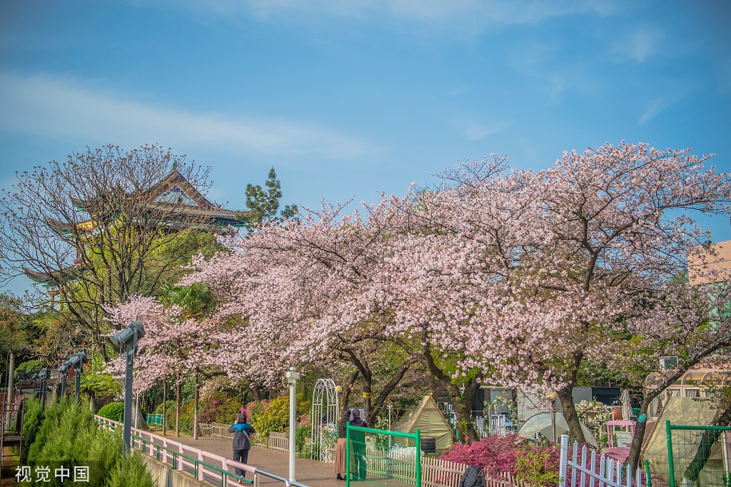 武汉晴川阁樱花绽放诗情画意