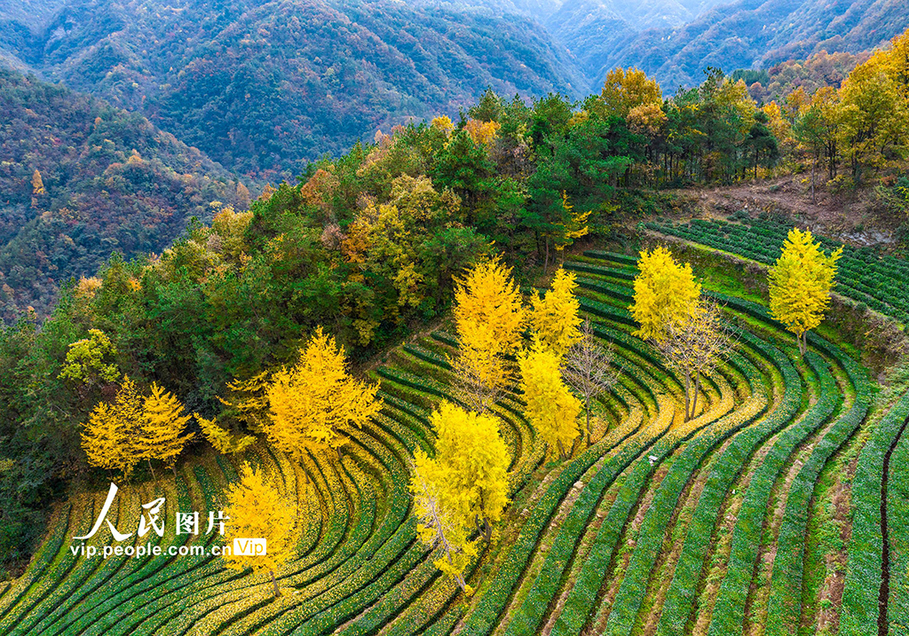 湖北十堰武当山茶园冬景如画