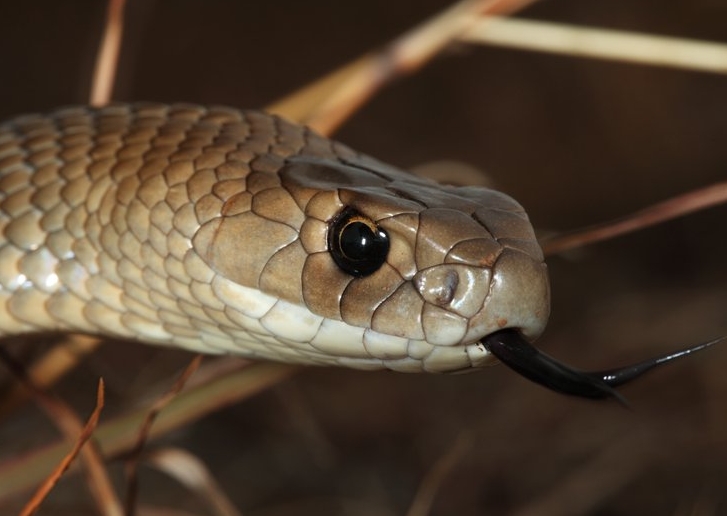 15分钟即可致人于死地澳大利亚东部棕蛇很阴险