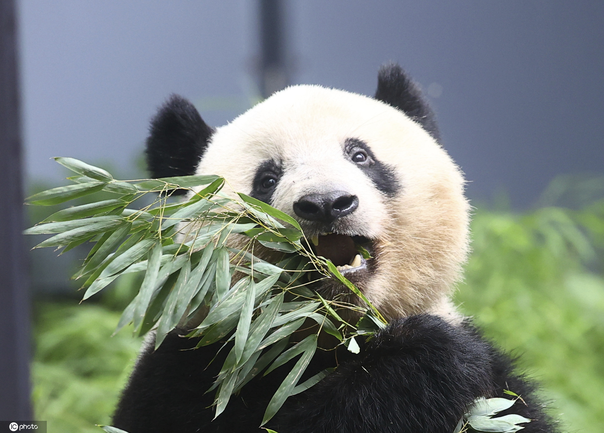 欢迎回家！旅美大熊猫“美香”一家顺利回国，最新视频来了！